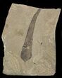 Fossil Persea (Laurel) Leaf - Green River Formation #45682-1